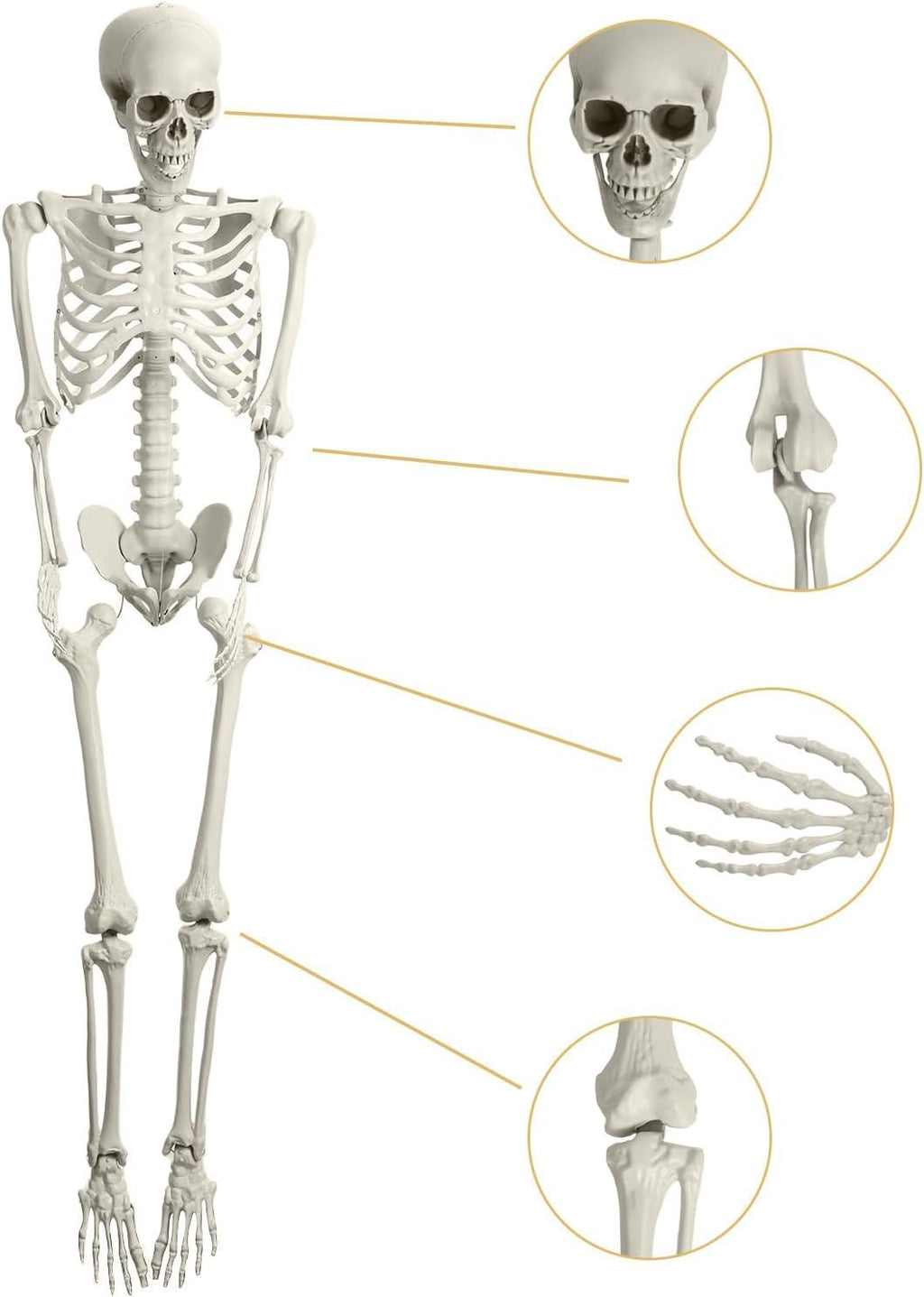 Halloween Skeleton Decoration 65inch Plastic Life Size K45483