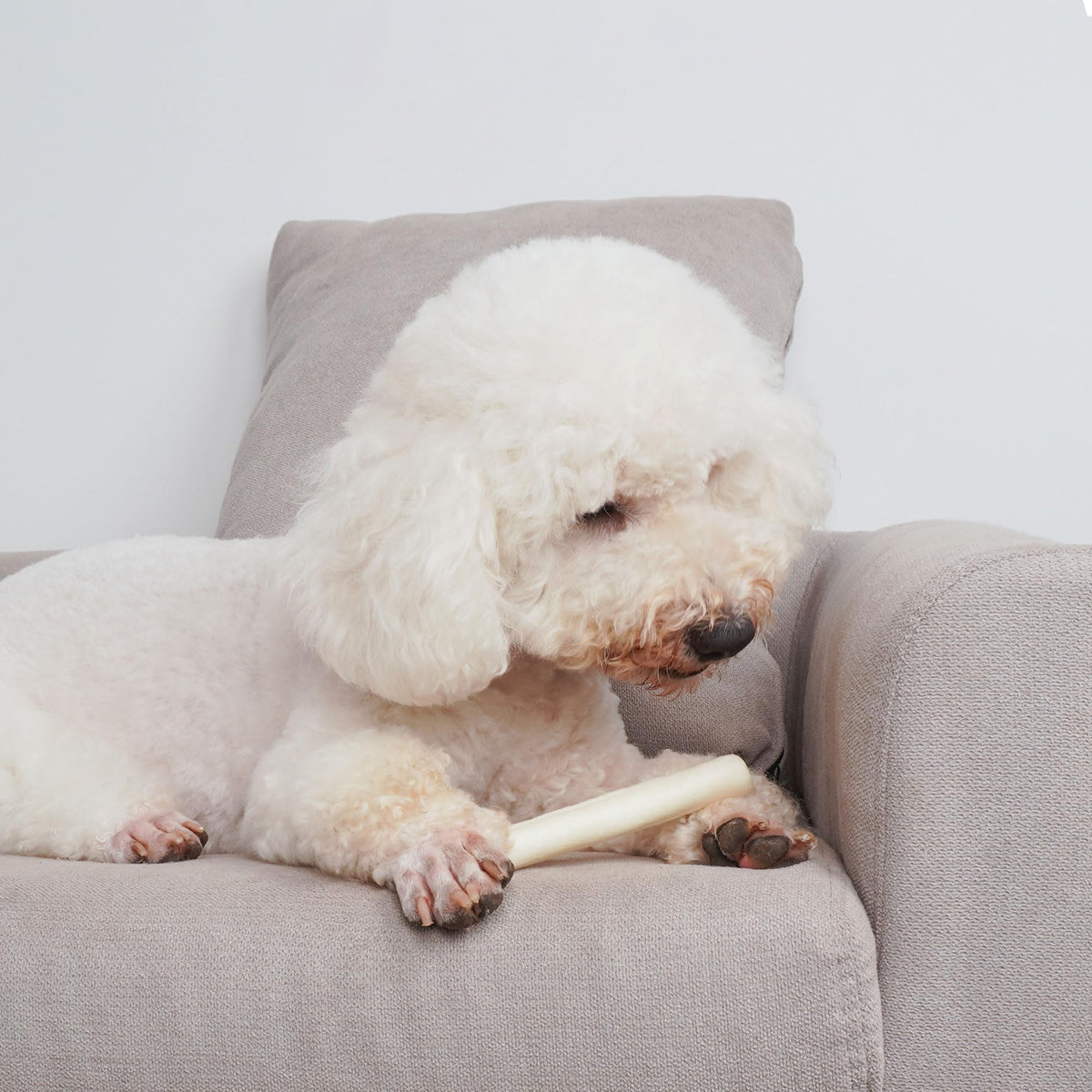 6Inch Natural Flavor Rawhide Rolls Dog Treats L725993